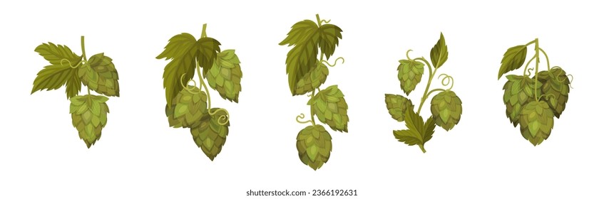 Fresh Hop Plants with Cones and Green Leaves Vector Set