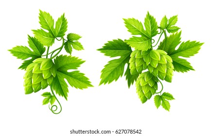 Fresh Hop Plants With Cones And Green Leaves, Isolated On White Background. Organic Natural Malt Ingredient For Craft Beer Alcohol Drink Production. Isolated Hops Plant Set Eps10 Vector Illustration.