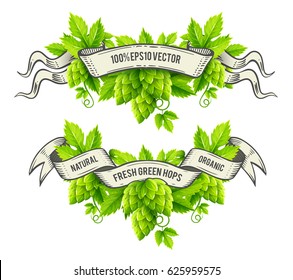 Fresh hop plants, green leaves, outline hand-drawn ribbons, labels design layout isolated white background. Organic natural malt ingredient for craft beer drink production. Eps10 vector illustration.