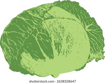Fresh iceberg lettuce graphic isolated on white. Vivid green tones with realistic curves, symbolizing health, freshness, and natural food. Ideal for food-related digital and print designs.