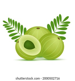 Fresh indian gooseberry or Amla fruit, amalaki with green leaves. Medicinal fruit It is very rich in Vitamin C, and contains many minerals and vitamins. On white background. 3D Vector illustration.