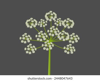 Fresh inflorescence of regular cumin on a black background.