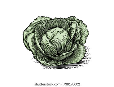 Fresh isoalted head of cabbage