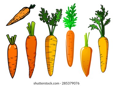 Fresh isolated orange carrot vegetables with lush green leaves for food and nutrition design