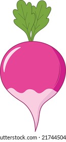 Fresh and Isolated Turnip Vector Illustration
