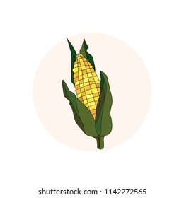 Fresh Сorn isoleted vector illustration.Hand draw illustration.Corn vector. Eco food. Organic food. Vegan