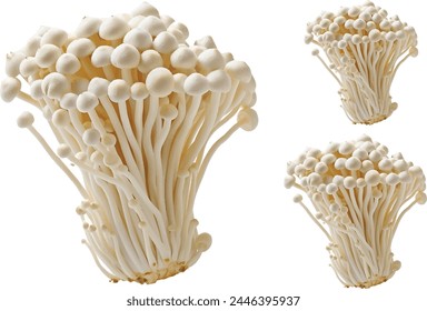 fresh Japanese Enoki  golden needle mushroom on white background