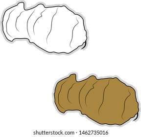 Fresh jerusalem artichoke, illustration, vector on white background.