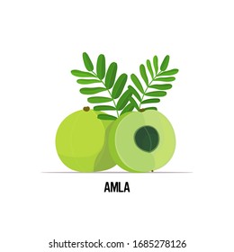 fresh juicy amla indian gooseberry icon tasty ripe fruit isolated on white background healthy food concept vector illustration
