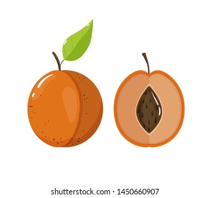 Fresh juicy apricot on white background. Half and whole apricot. Vector illustration