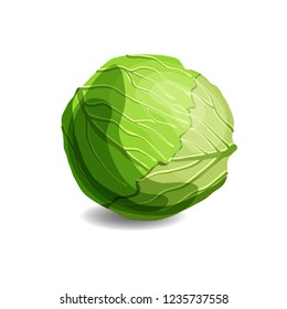 Fresh juicy green cabbage isolated on white background. Healthy eating, vegetarian food. Cartoon style vector illustration.