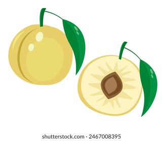 Fresh juicy plum. Vector illustration of fruits.
