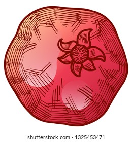Fresh and juicy pomegranate with seeds. color hand drawn line illustration isolated on white background. Doodle healthy food illustrations for decor design card
