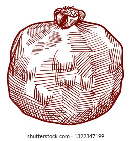 Fresh and juicy pomegranate with seeds. contour hand drawn line illustration isolated on white background. Doodle healthy food illustrations for decor design card