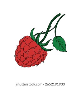 Framboesa fresca e suculenta baga de fruta vermelha arbustiva. Line art comida saudável natural