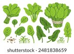 Fresh juicy raw leaf spinach isolated on a white background. Healthy diet, vegetarian food. Green salad plant collection in flat style. Leaves, seeds and bunch of greens.
