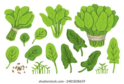 Fresh juicy raw leaf spinach isolated on a white background. Healthy diet, vegetarian food. Green salad plant collection in flat style. Leaves, seeds and bunch of greens.