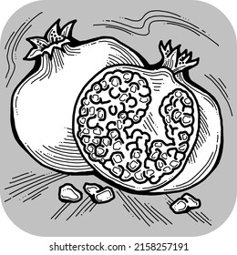 Fresh juicy red pomegranate fruit for healthy bio vegan food eating. Garnet harvest to have raw organic diet nourish full of vitamins. Hand drawn retro vintage vector illustration. Line art drawing.