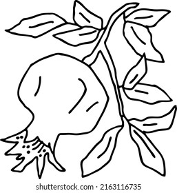 Fresh juicy red pomegranate fruit for healthy bio vegan food eating. Garnet harvest to have raw organic diet nourish full of vitamins. Hand drawn vector illustration. Line drawing.