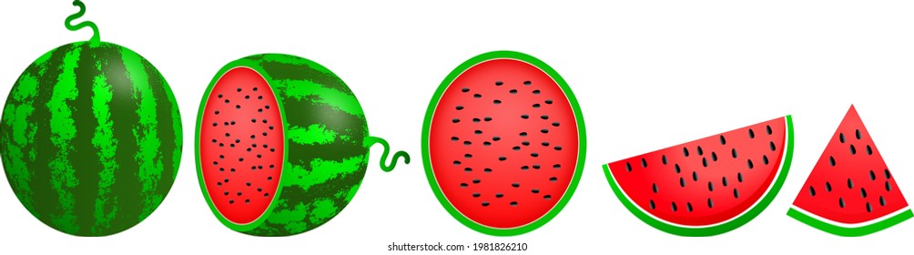 Fresh and juicy watermelon. aside. vector