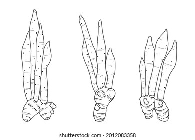 Fresh Kaempferia on a white background, and helps balance hormones in the body. graphic black white isolated sketch illustration vector