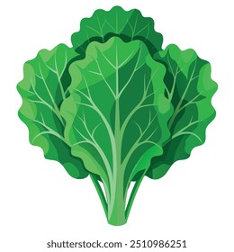 Fresh Kale Art, Vector, Icon and Graphic, Flat Vegetables Illustration Design On White Background