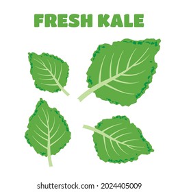 Fresh kale Symbol, Vektorgrafik