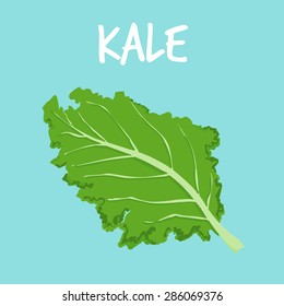 fresh kale on blue balckground vector illustration