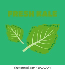 Fresh kale vector illustration. Kale vector set