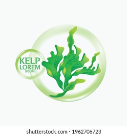 fresh Kelp seaweed salad sea food vector Illustration