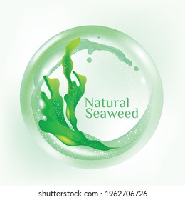 fresh Kelp seaweed salad sea food vector Illustration