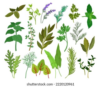 Fresh Kitchen Herbs Like Mint, Basil, Rosemary, Parsley, Oregano, Thyme and Bay Leaves Big Vector Set