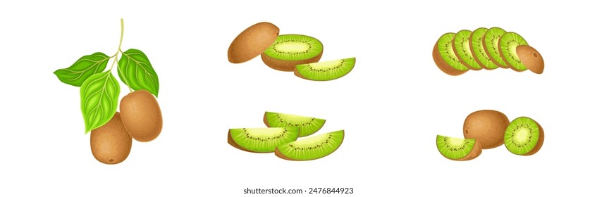 Fresh Kiwi Fruit with Green Pulp Vector Set