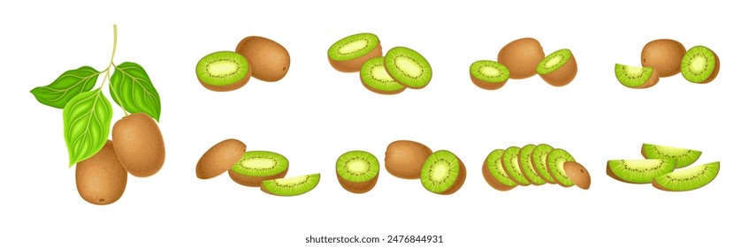 Fresh Kiwi Fruit with Green Pulp Vector Set