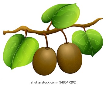 Fresh kiwi on the branch illustration