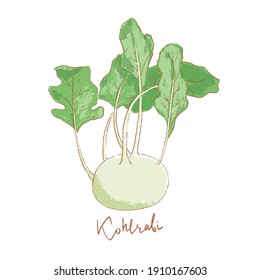 Fresh kohlrabi with green leaves isolated icon. Spring Rareripes. hastings, farm market