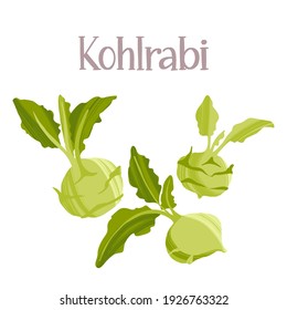Fresh kohlrabi root vegetable. Healthy nutrition product. Vector hand drawn flat isolated illustration with hand written lettering for your design on white background.