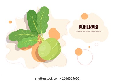 fresh kohlrabi sticker tasty vegetable icon healthy food concept horizontal copy space vector illustration