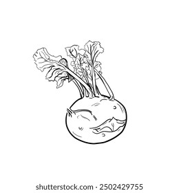 frischer Kohlrabi - Vektorgrafik