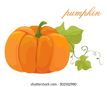 Fresh large orange pumpkin on a white background