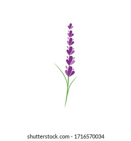 Fresh Lavender flower logo vector flat design
