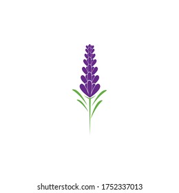 Fresh Lavender flower logo vector flat design