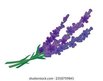 Ilustración vectorial de espliego fresco. Espiral de vectores de ícono de plantas lavanda aislada en un fondo blanco. Montón de flores aromáticas de lavanda dibujando