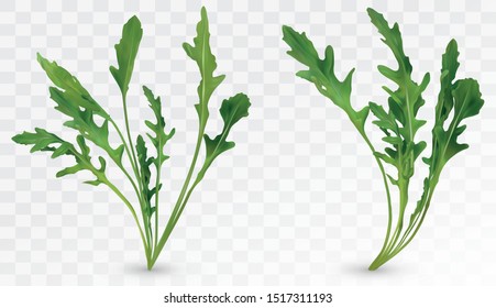 Fresh leaf arugula. Rocket salad isolated on transparent background. Green leaf arugula. 3D realistic salad or rucola. Vector illustration