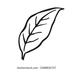 Single  fresh leaf isolated on white background. Trendy botanical element.