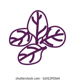 fresh leafs vegetable healthy isolated icon vector illustration design