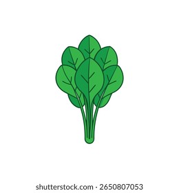 Fresh leafy spinach with dew water drops healthy green veggie Vector illustration