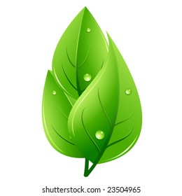 fresh Leaves