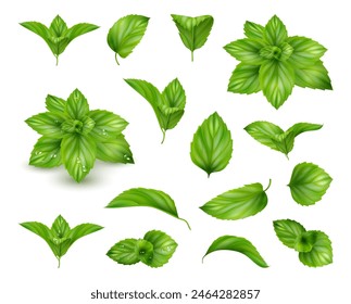 Hojas frescas de menta, planta aromática realista para cocinar y preparar platos. Vector fragante follaje, jardinería y la compra de componentes para la alimentación. Ingrediente orgánico natural para refrescos