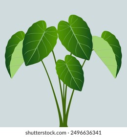 Fresh leaves of taro plant isolated on green background.